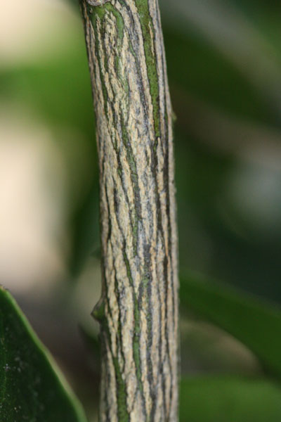 twigs striate